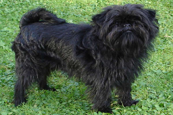 Affenpinscher Dog Breed Information and Pictures - Dog Breeds A-Z