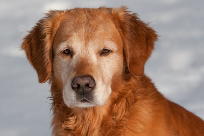 Download Golden Retriever-EN - Dog Breeds A-Z